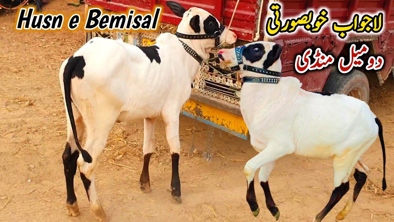 Husn E Bemisal Domail Mandi Fatehjang Update 14 February 2025 (Part 2) | Fatehjangi Bulls Qurbani