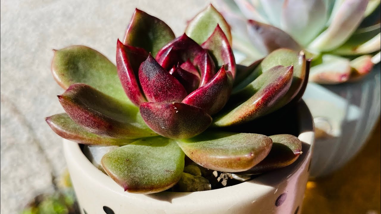 SAIBA QUEM SÃO AS DESEJADAS SUCULENTAS ROSA DE PEDRA/SUCULENTAS DE SOL PLENO PRO SEU JARDIM