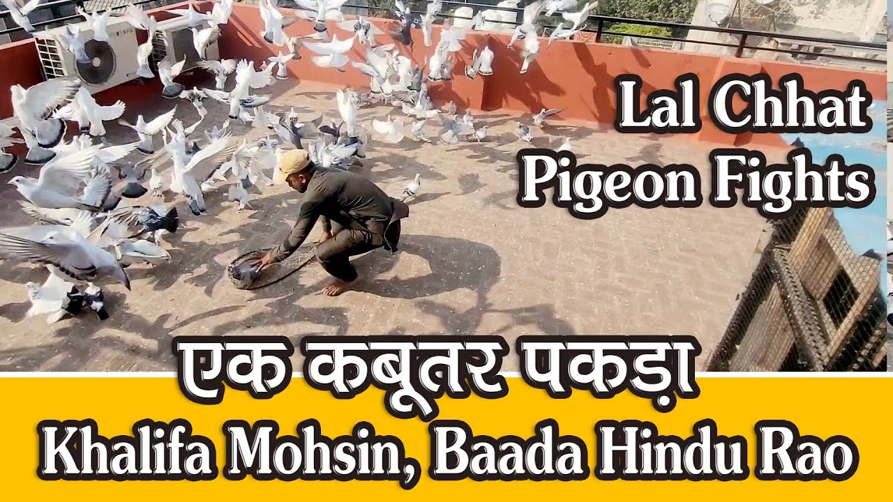 210 Hyderabdi Kabutar Ki Ladaiya, Khalifa Mohsin Laal Chhat Wale, Baada Hindu Rao