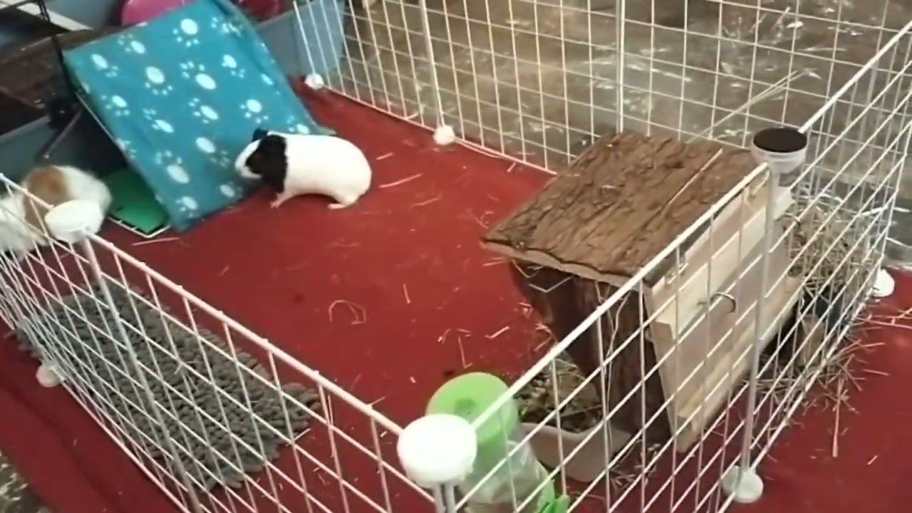 Parque Modular Zolia Merry set completo para roedores Zoomalia