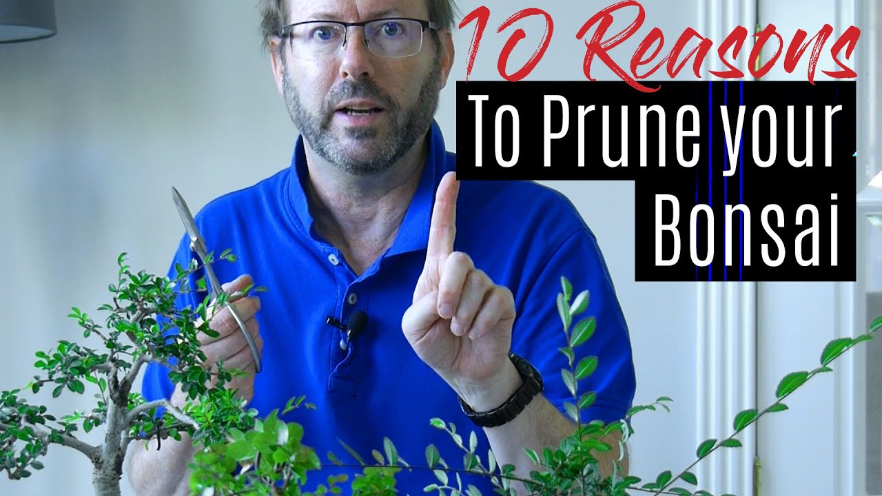Bonsai Care - How to prune your Bonsai tree  |  Part 1