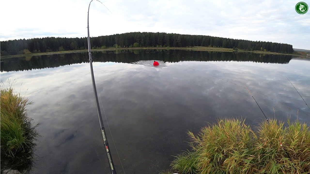 НА ЩУКУ С ЖИВЦАМИ! ЭТА СНАСТЬ РАБОТАЕТ! ФИДЕР С БОЛЬШИМ ТРОЙНИКОМ НА ПОВОДКЕ! ОСЕННЯЯ РЫБАЛКА!