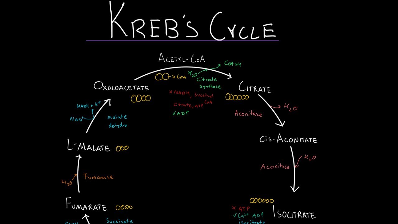Krebs Cycle | Everything you NEED to know for the MCAT