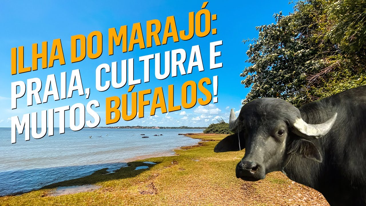 O QUE FAZER EM SOURE na ILHA DO MARAJÓ: Praia, carimbó, gastronomia e muitos búfalos!