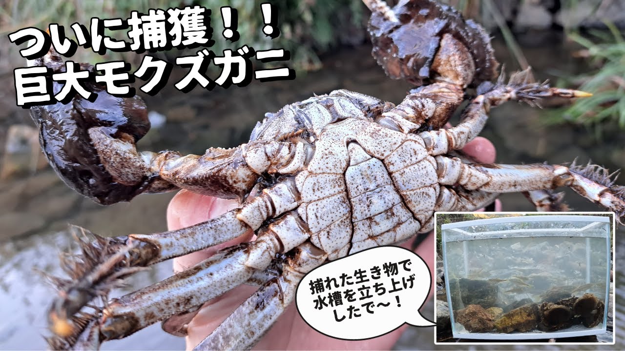 ついに川に潜む巨大モクズガニを捕獲したど～！