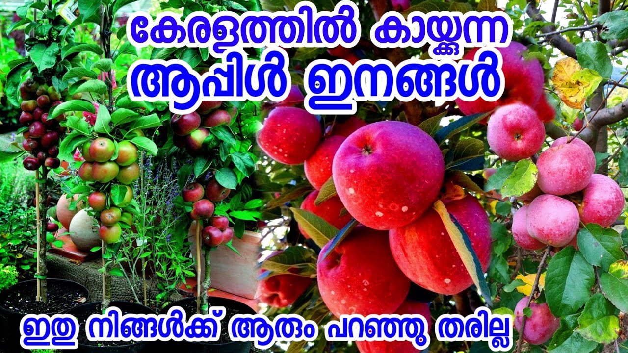 കേരളത്തിലെ കാലാവസ്ഥയിൽ കായ്ക്കുന്ന ആപ്പിൾ വെറൈറ്റികൾ|apple plants in pot malayalam