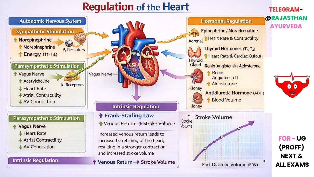 Regulation of The Heart In Hindi & English For Ug, NeXT, All Exams