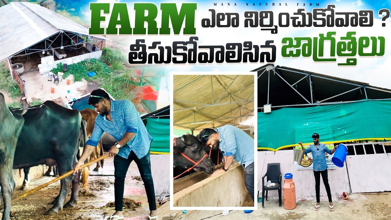 Dairy farm how to construction 🚧 #dairy #murrabuffalo #farming #public #buffalodairy #milk #cow ￼