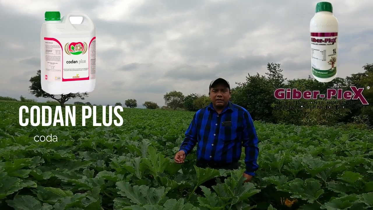 INCREMENTO DE PRODUCCCIÓN EN CALABAZA