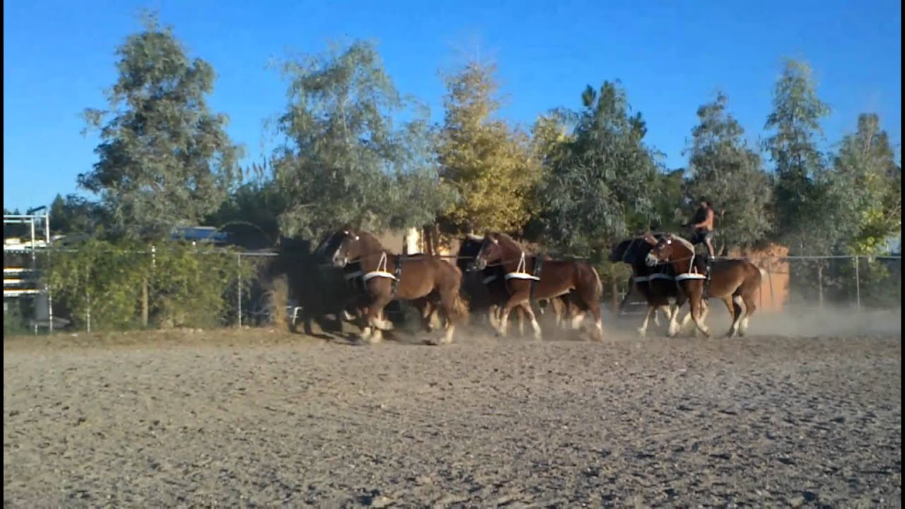 Big Horse Productions World Record