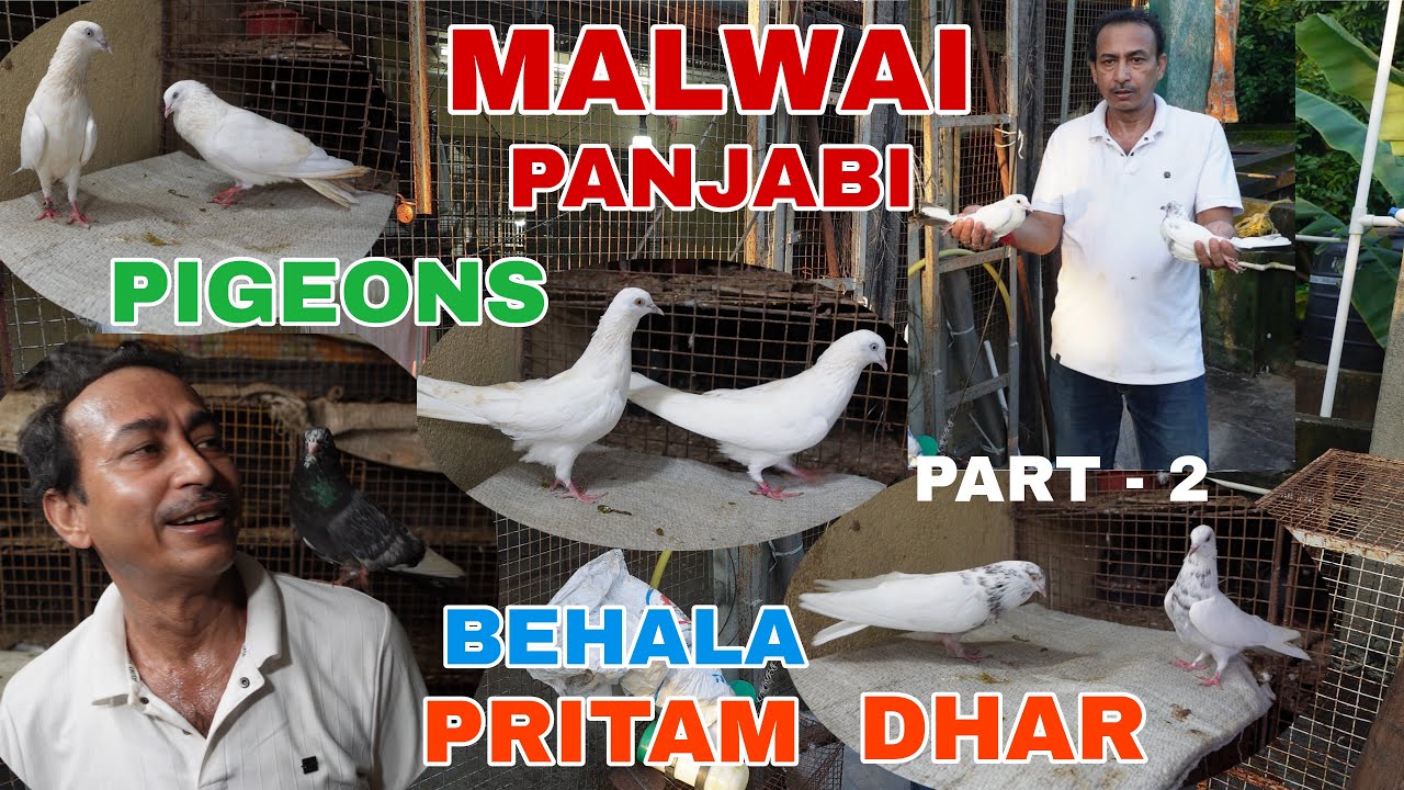 PURE MALWAI - PANJABI PIGEONS OF PRITAM DHAR - BEHALA , KOLKATA  - 9883144801