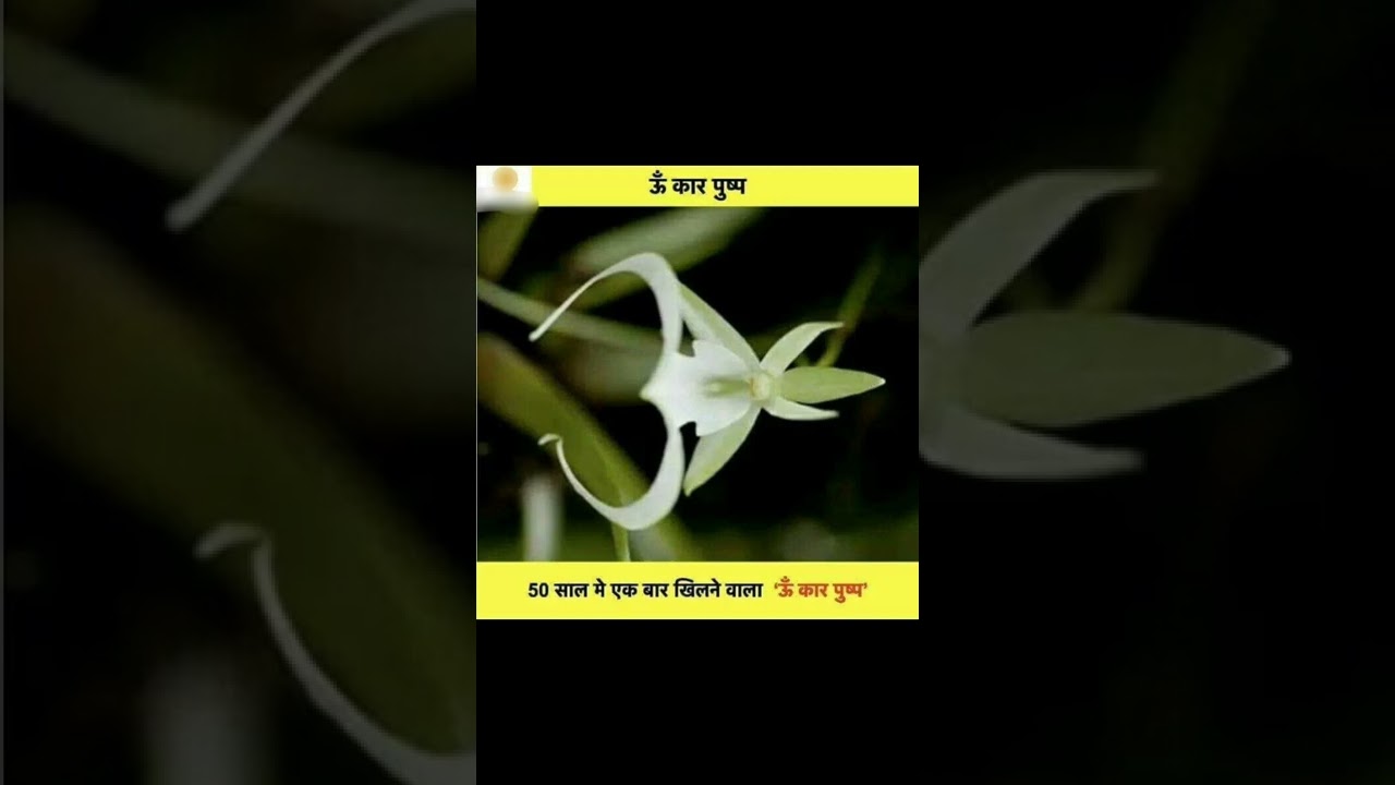 #strange plants and flowers 🌺🌹 //grow up 👍 grow up//