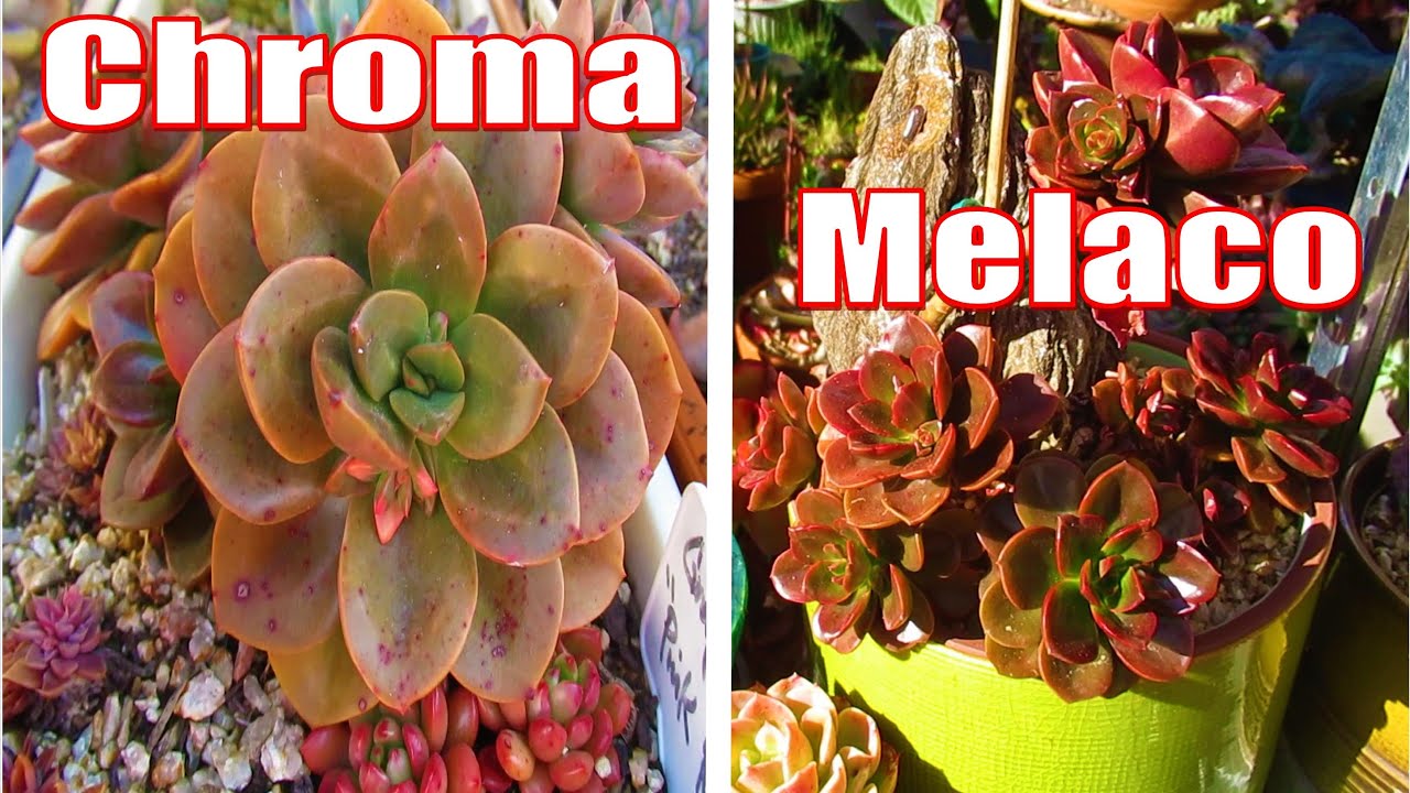 SUCCULENT ID | How to tell Echeveria Chroma or Echeveria Melaco