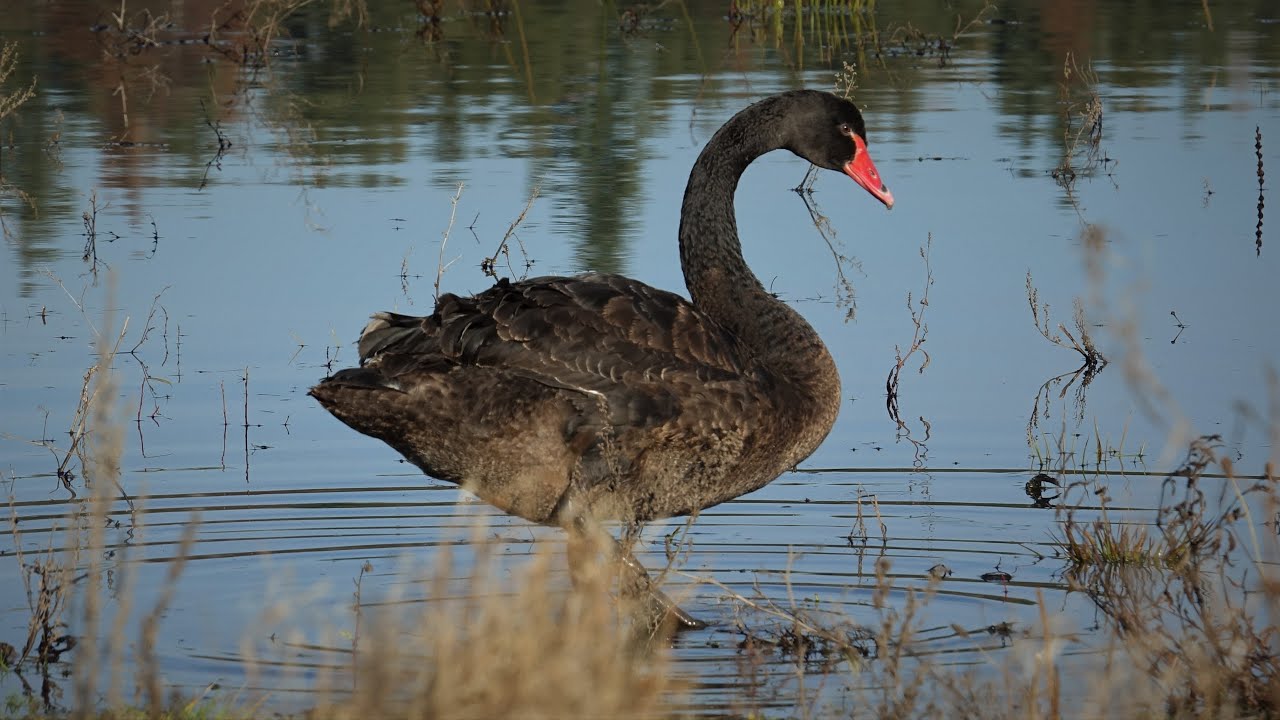 Labuť černá (Cygnus atratus) Black swan, Чёрный лебед, Trauerschwan, Łabędź czarny, Labuť čierna