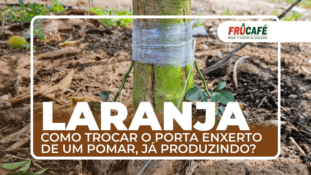 Como Trocar o Porta Enxerto de um Pomar de Laranja, já Produzindo?