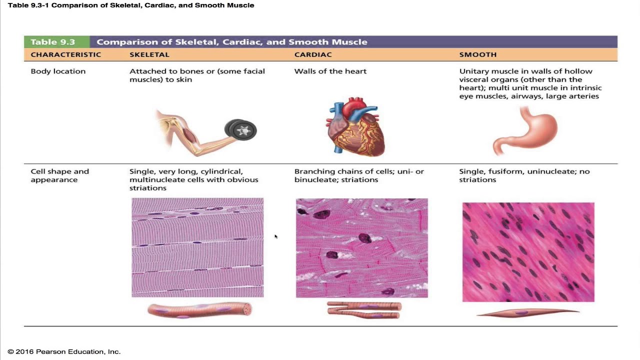 Anatomy & Physiology Chapter 9 Part A Lecture : Muscles and Muscle Tissue