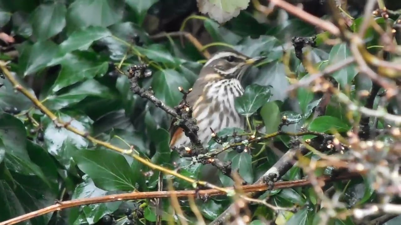 Redwings