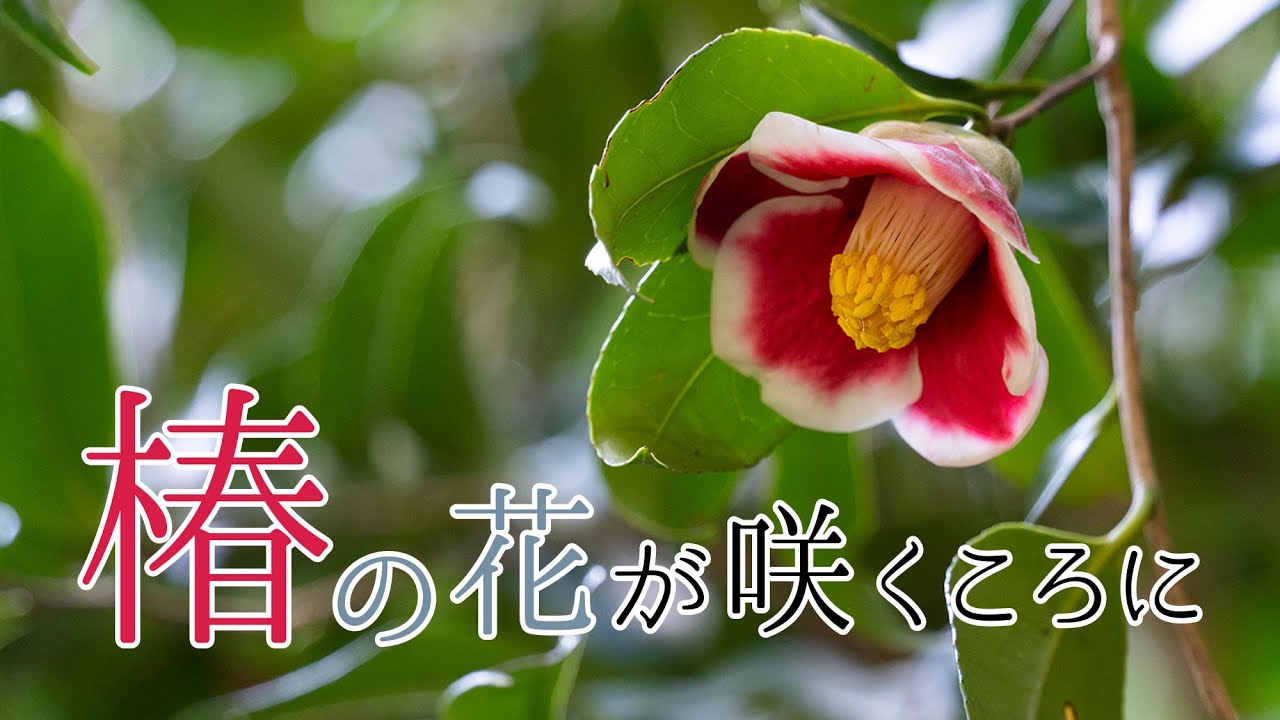 椿の花が咲くころに