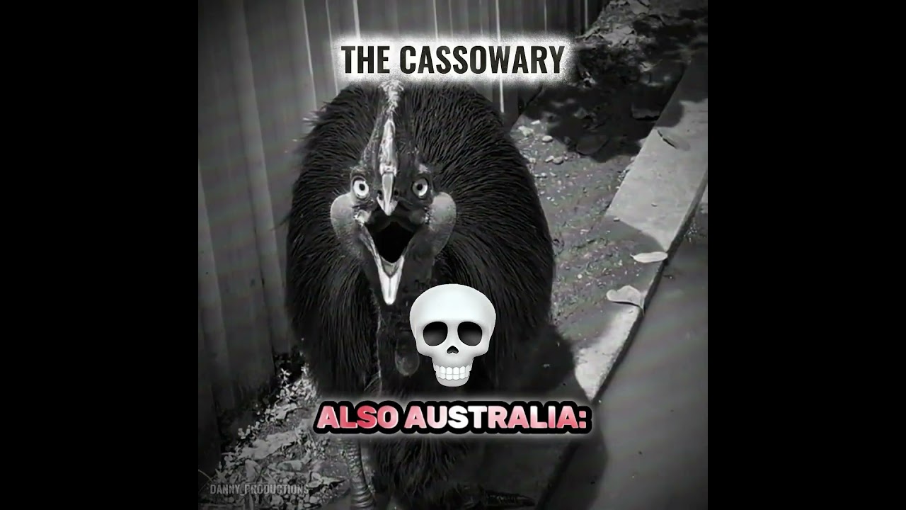 Harmless VS DEADLY ANIMALS IN AUSTRALIA #shorts #australia #animals #trending #dangerous #cute