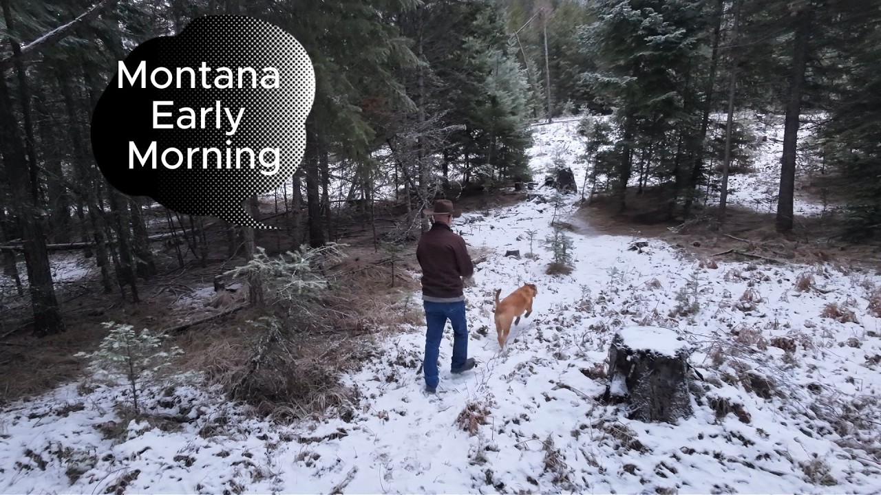 Morning in Montana #MontanaLife #MorningWalk #ForestWalk #PeacefulLiving #DogWalk