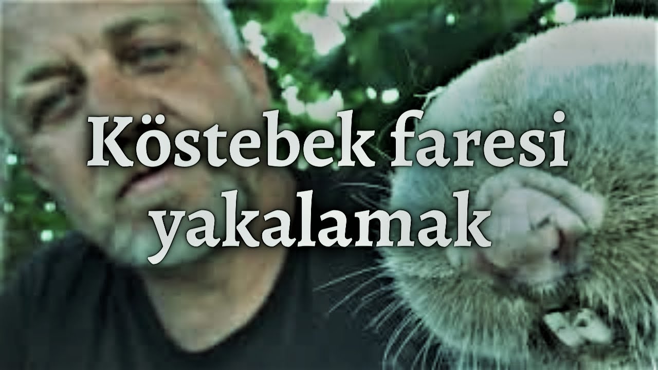 Köstebek faresi yakalamak  (Spalax)