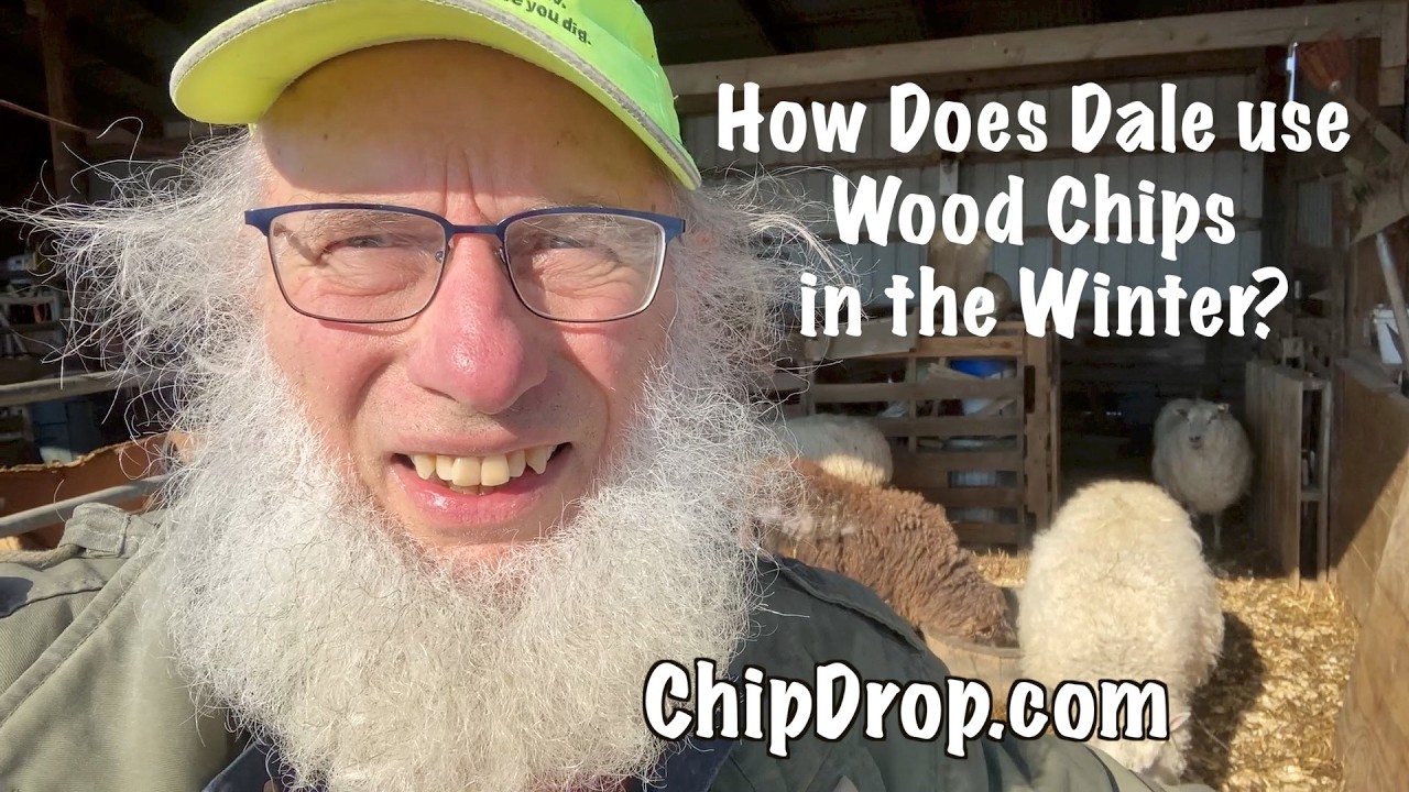 How I am Using Wood Chips for My FinnSheep