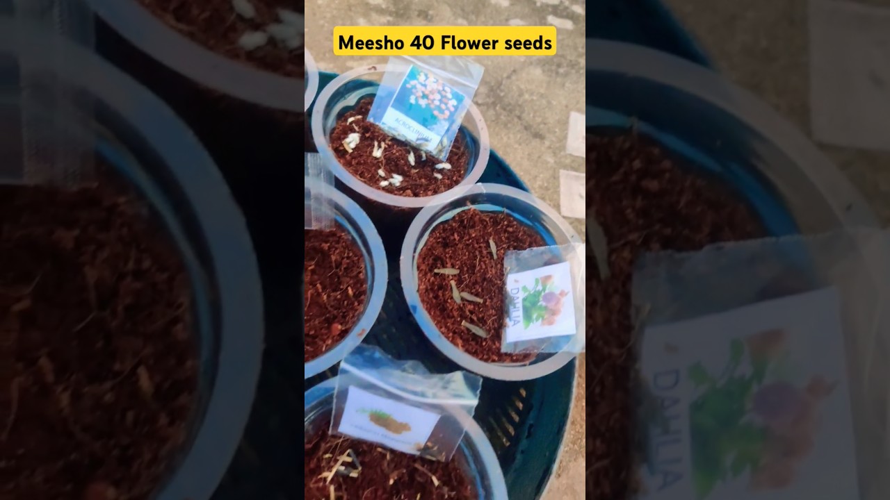 Meesho 40 Flower seeds germination part-1 #Meesho #winterseeds #germinatingseeds #gardeningwithbob