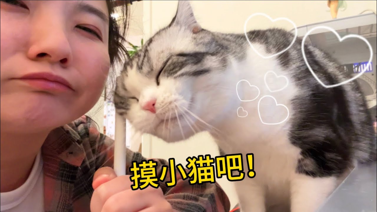 貓：人！要把全部注意力都放到咪的身上哦！