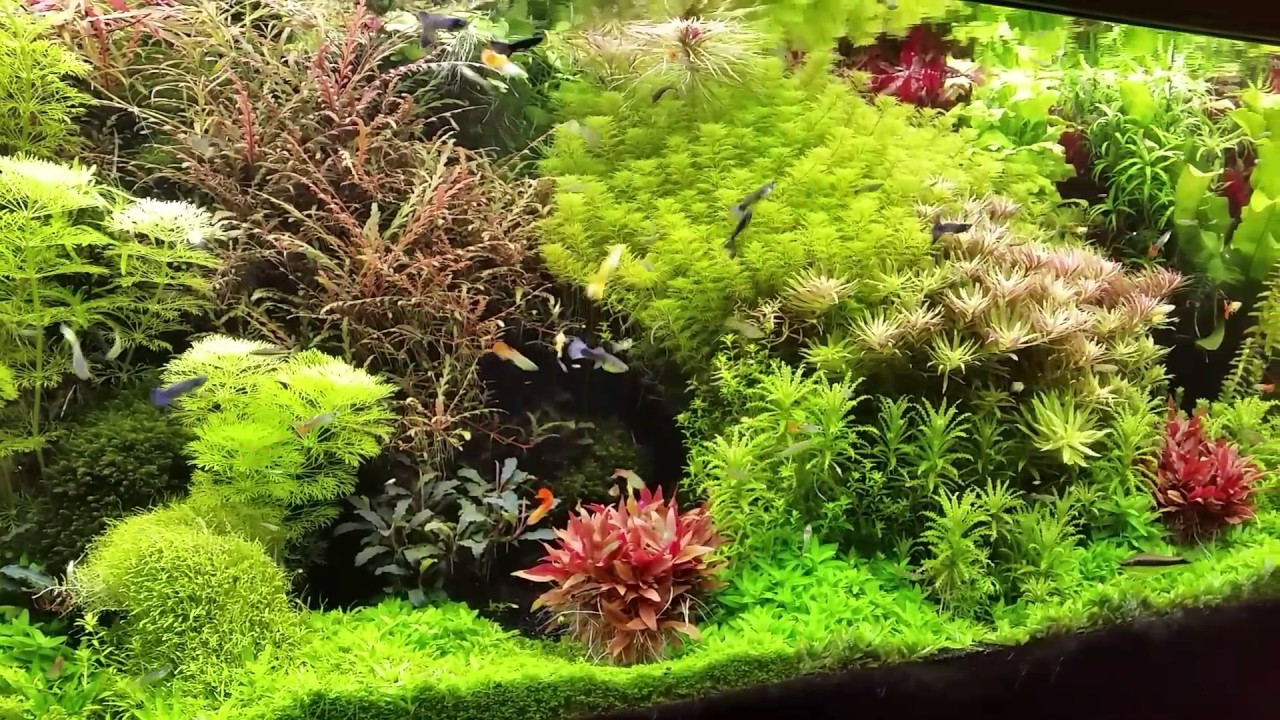 Eheim filter 2260. Fresh water planted aquarium eheim 2217 co2 System Eheim  külsö szürök 4K