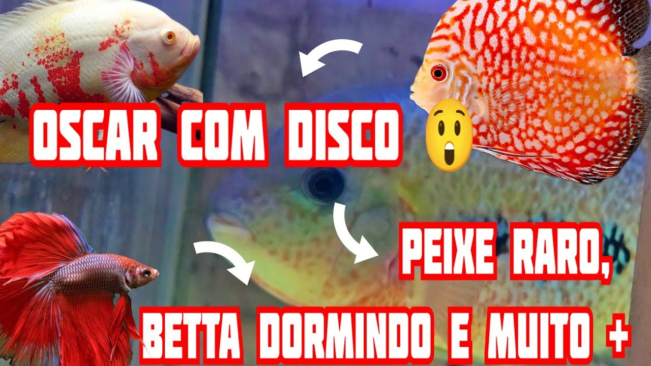 Visitei uma loja muito top! Aquavida Analia Franco! Com direito a peixe raro!