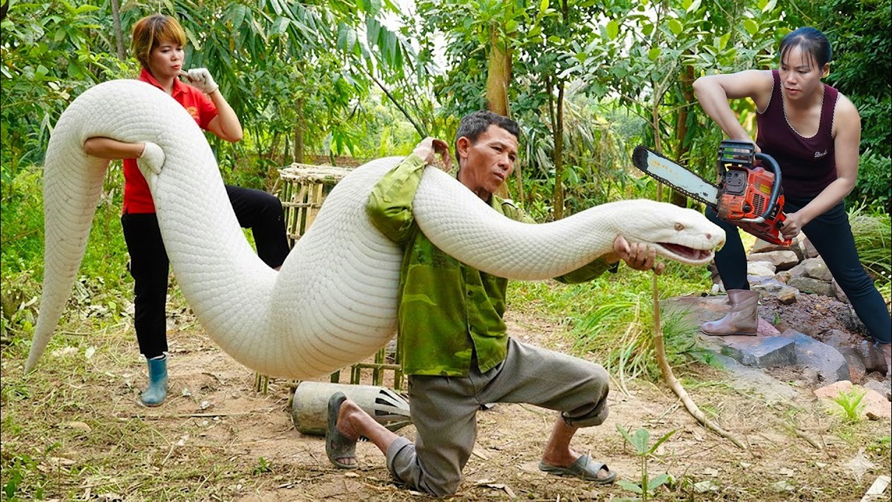 72 Hours of Python Hunting 😱 Setting Traps in the Forest – Brave Woman Fights with a Chainsaw