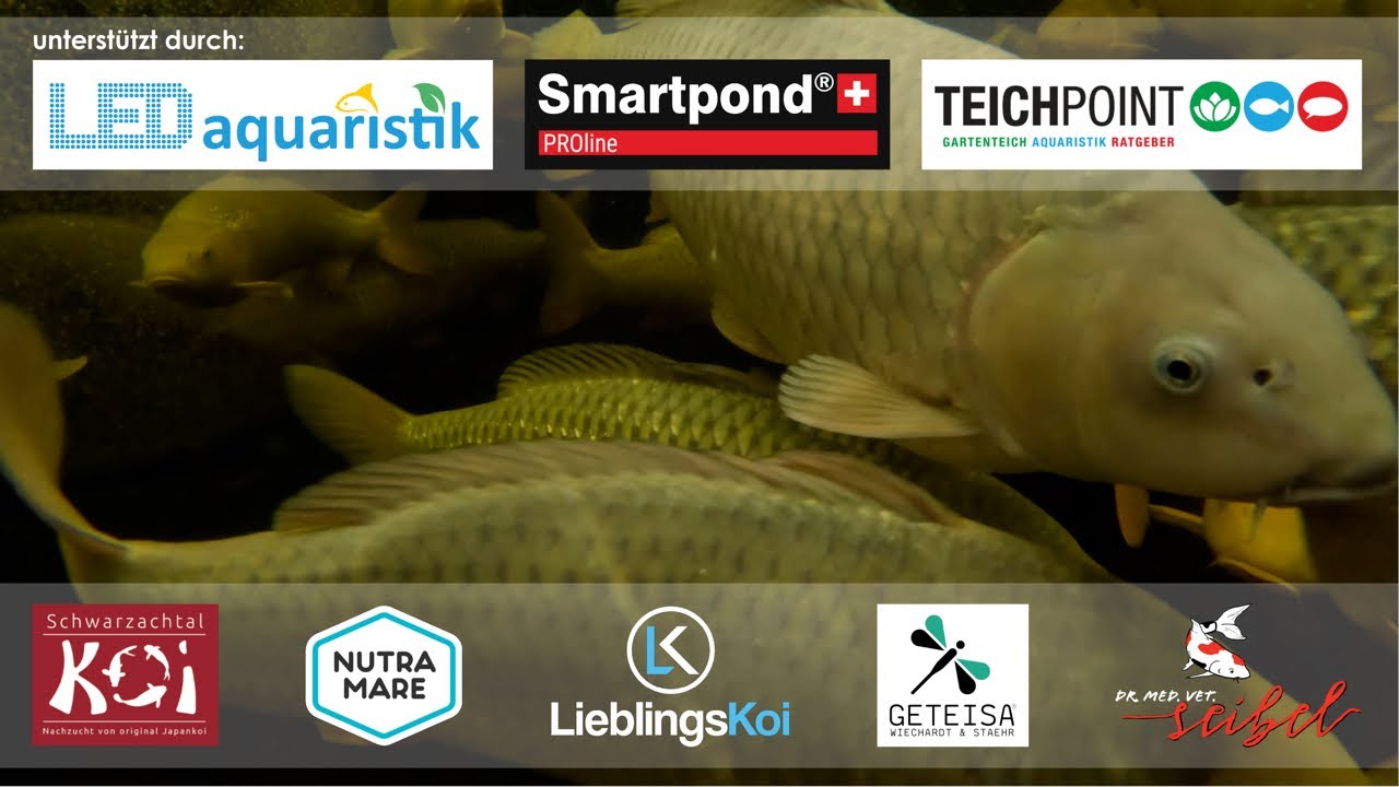 Schwarzachtal Koi! Chagoi Nisai Selektion!