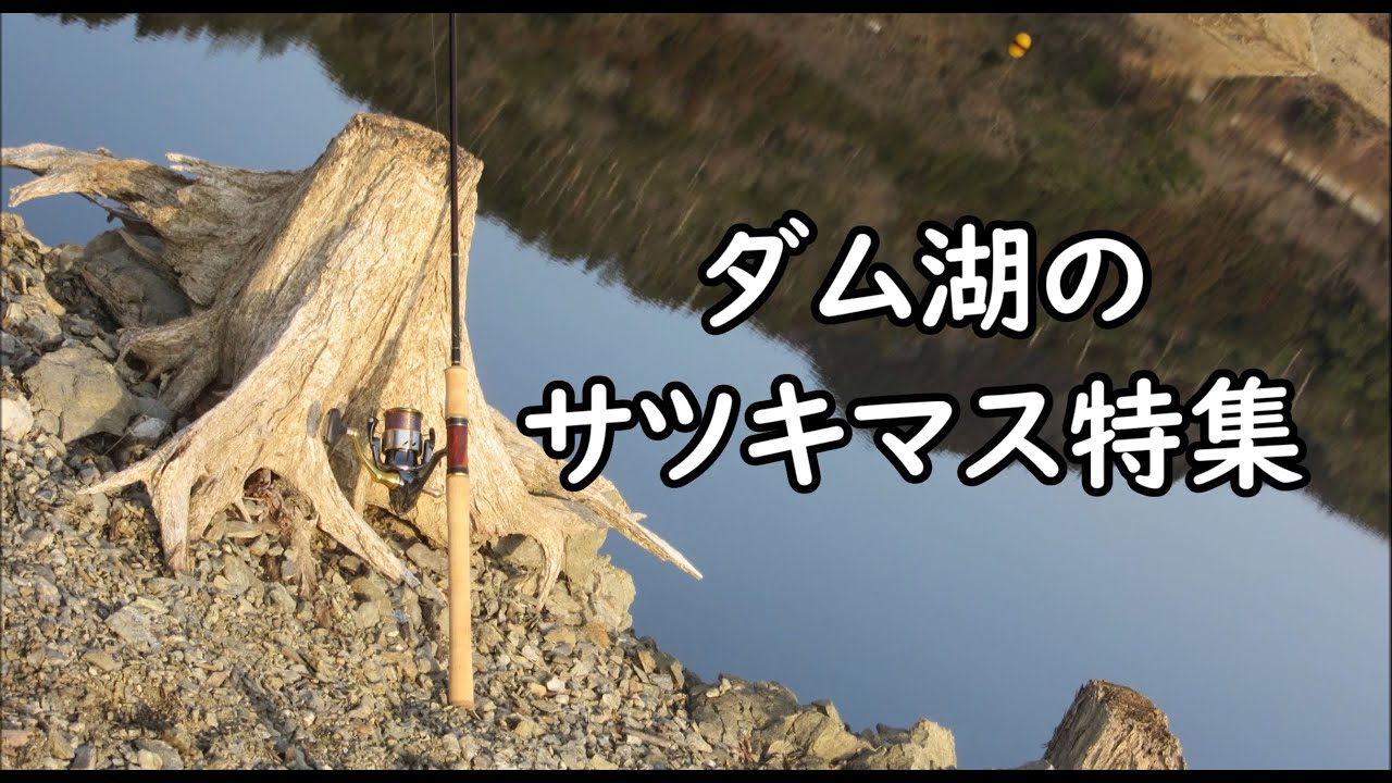 ダム湖のサツキマス特集