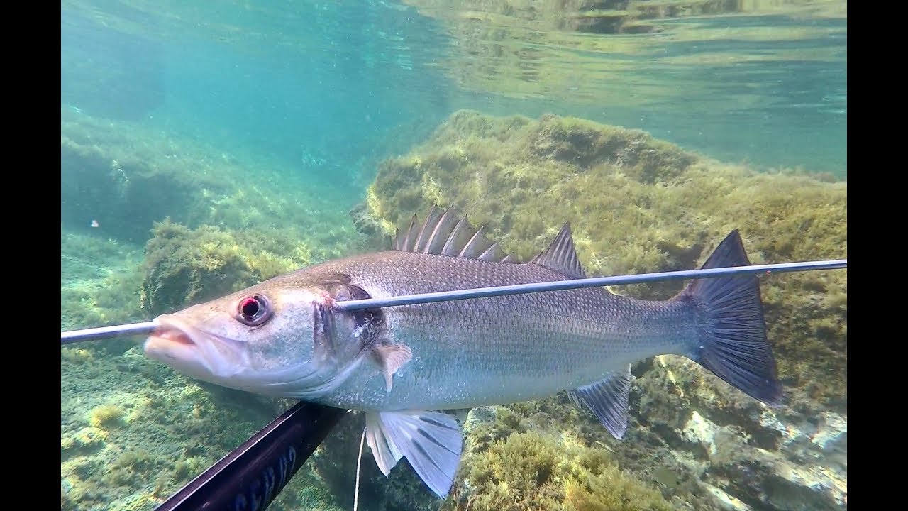 Tα μεγάλα λαυράκια του χειμώνα (seabass shallow spearfishing)