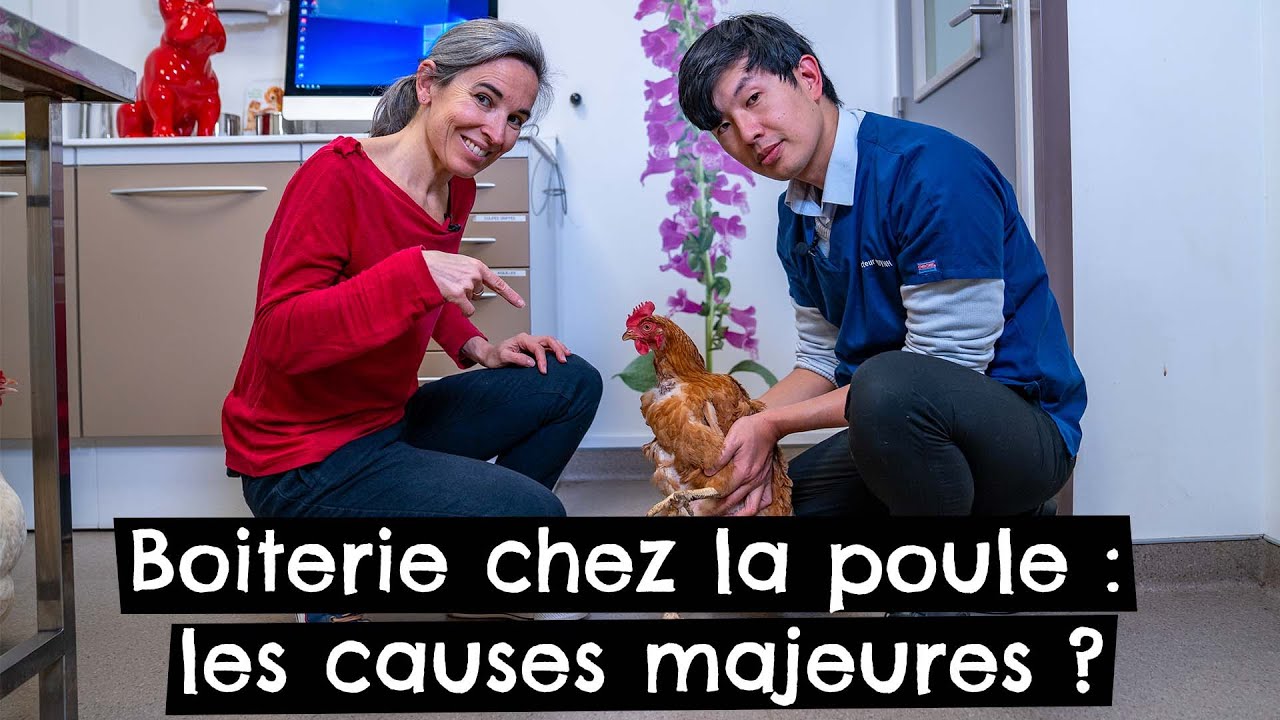 Boiterie chez la poule : les causes majeures ? 🐔