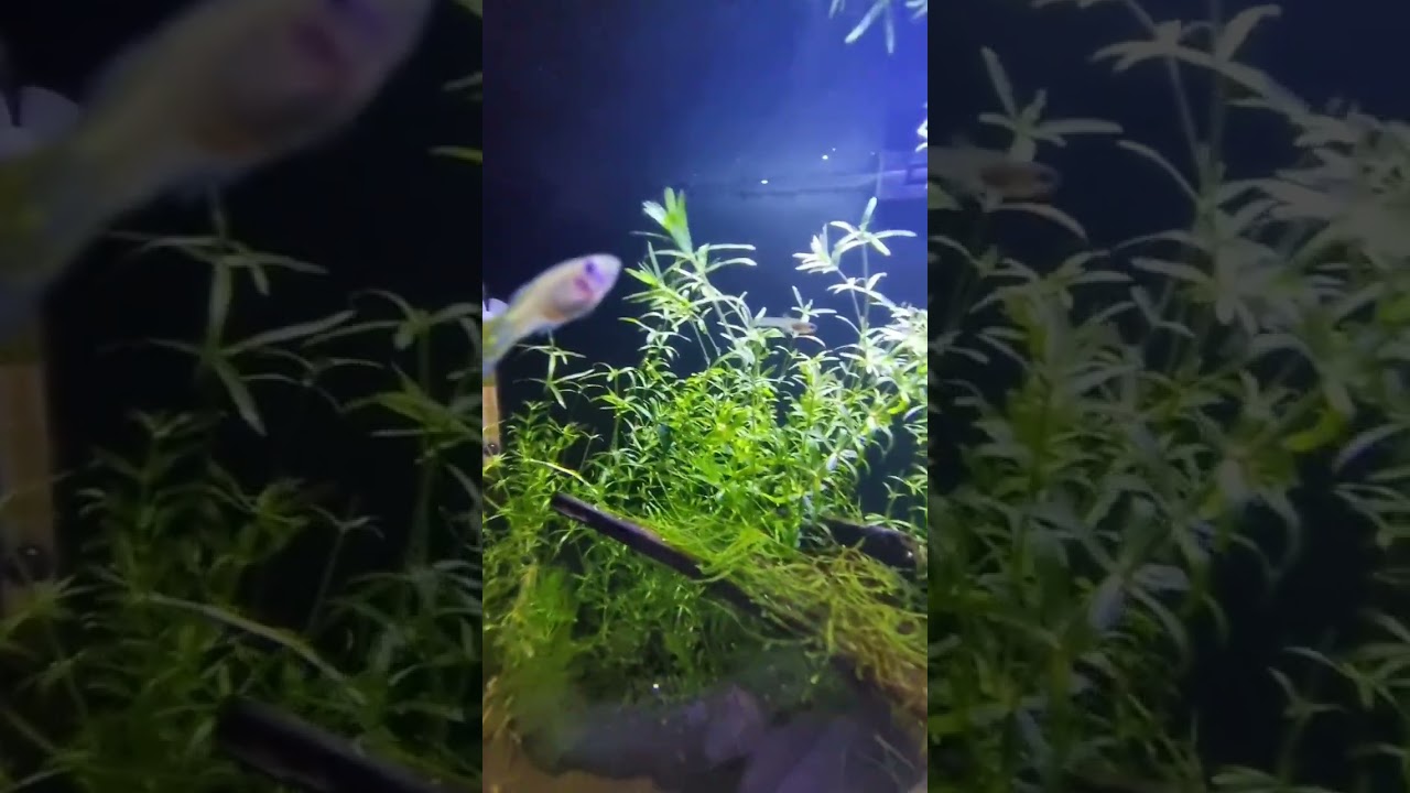 Reprodu&ccedil;&atilde;o da Guppys/Lebiste