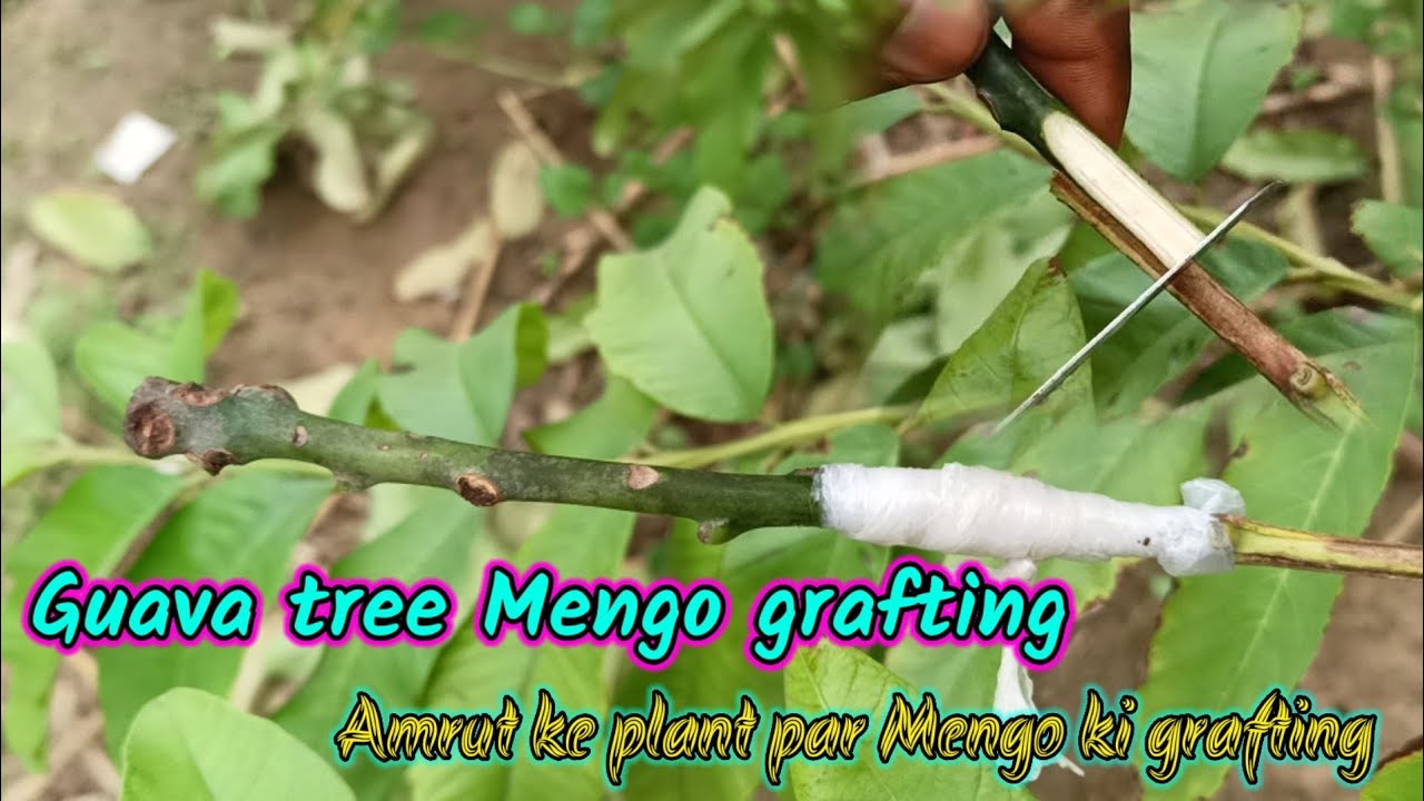 guava and mango grafting || guava tree mengo ki grafting || new guava tree video 2022