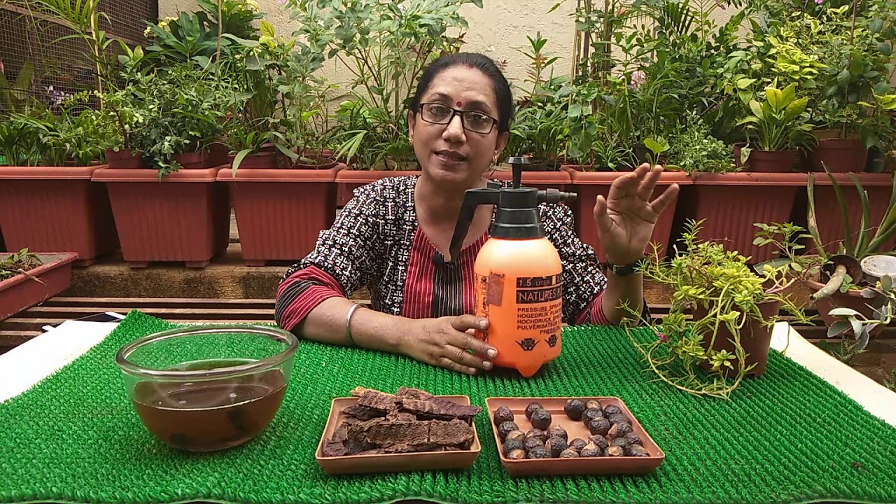 Organic pest repellent 