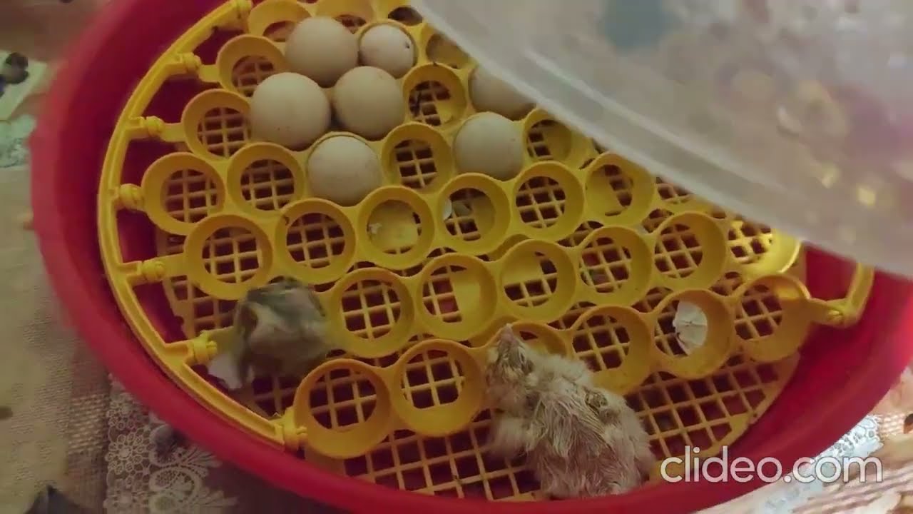 Au iesit puii de la incubator (ziua 19 pana in ziua 21)(2024)