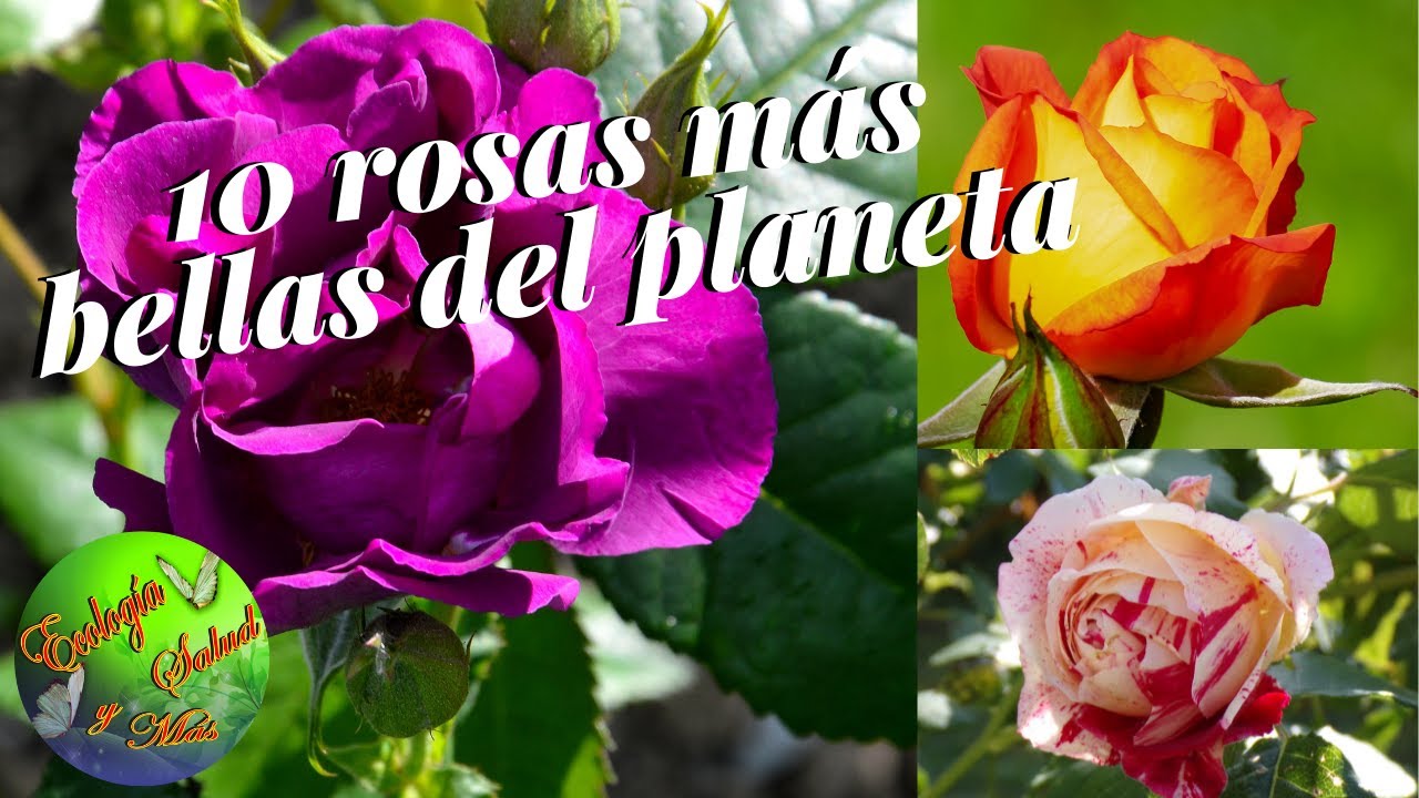 10 Rosas más bellas del planeta
