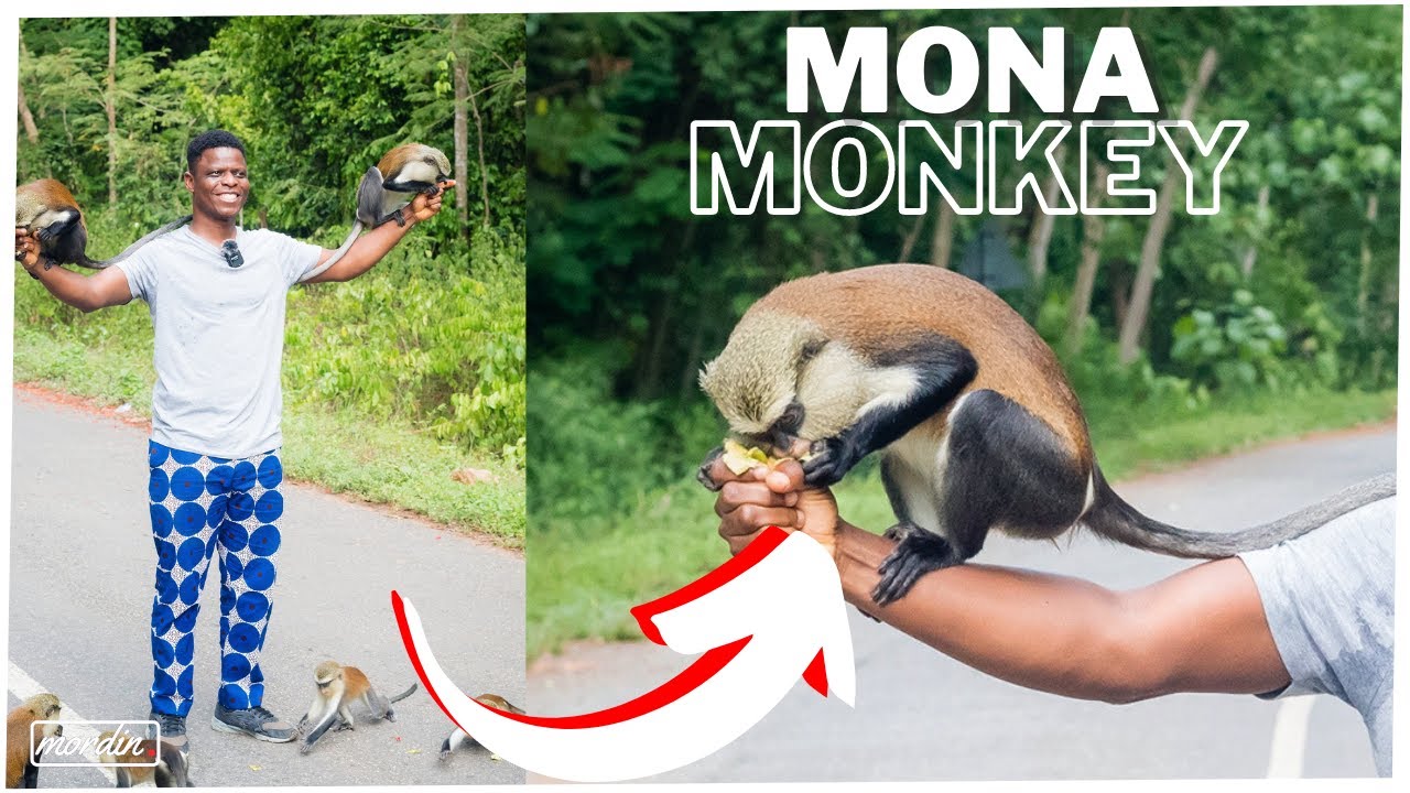 Meet the Friendliest Monkeys in Ghana (Tafi Atome Monkey Sanctuary)