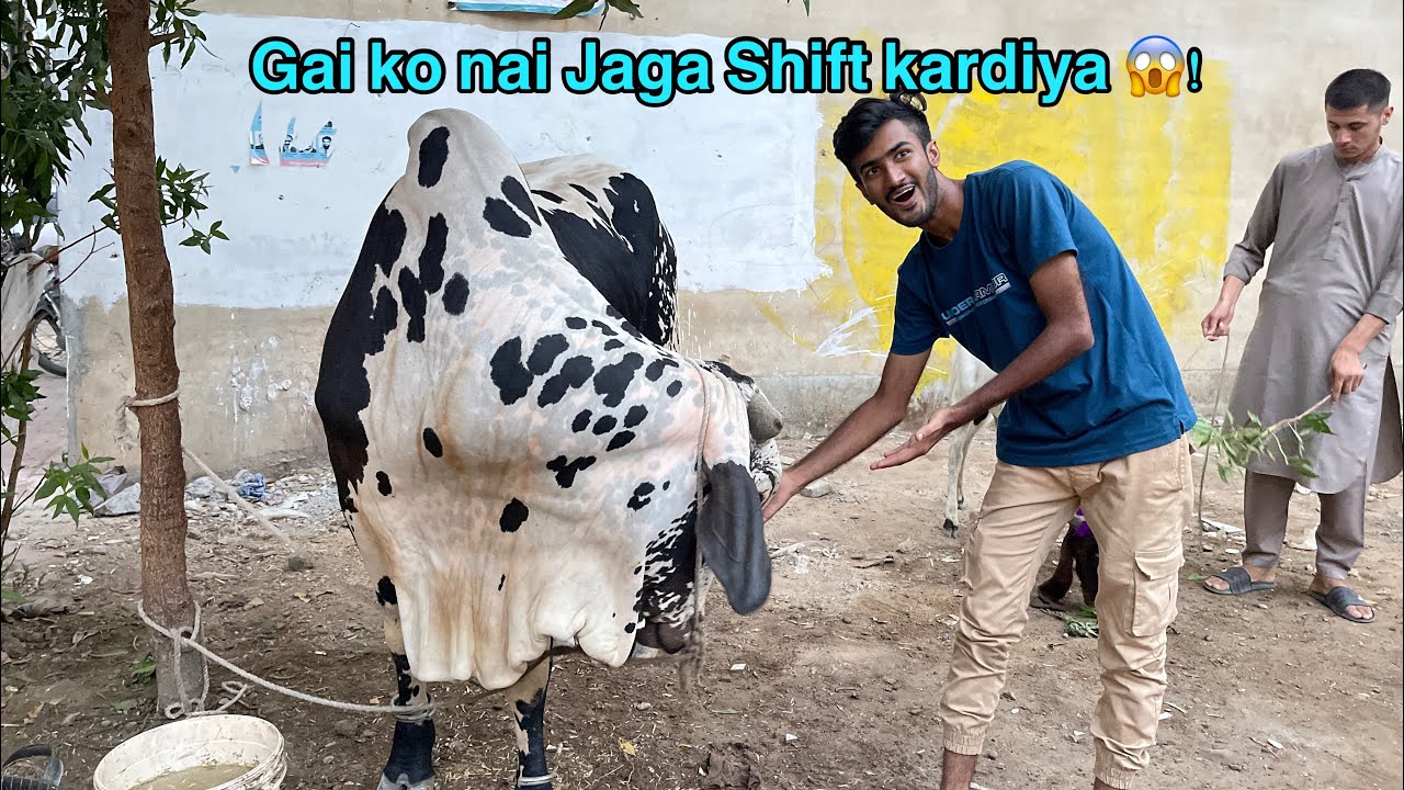 Gai ko Nai Jaga par Shift kardiya | New Setup laga Dia 😱! | Vampire YT