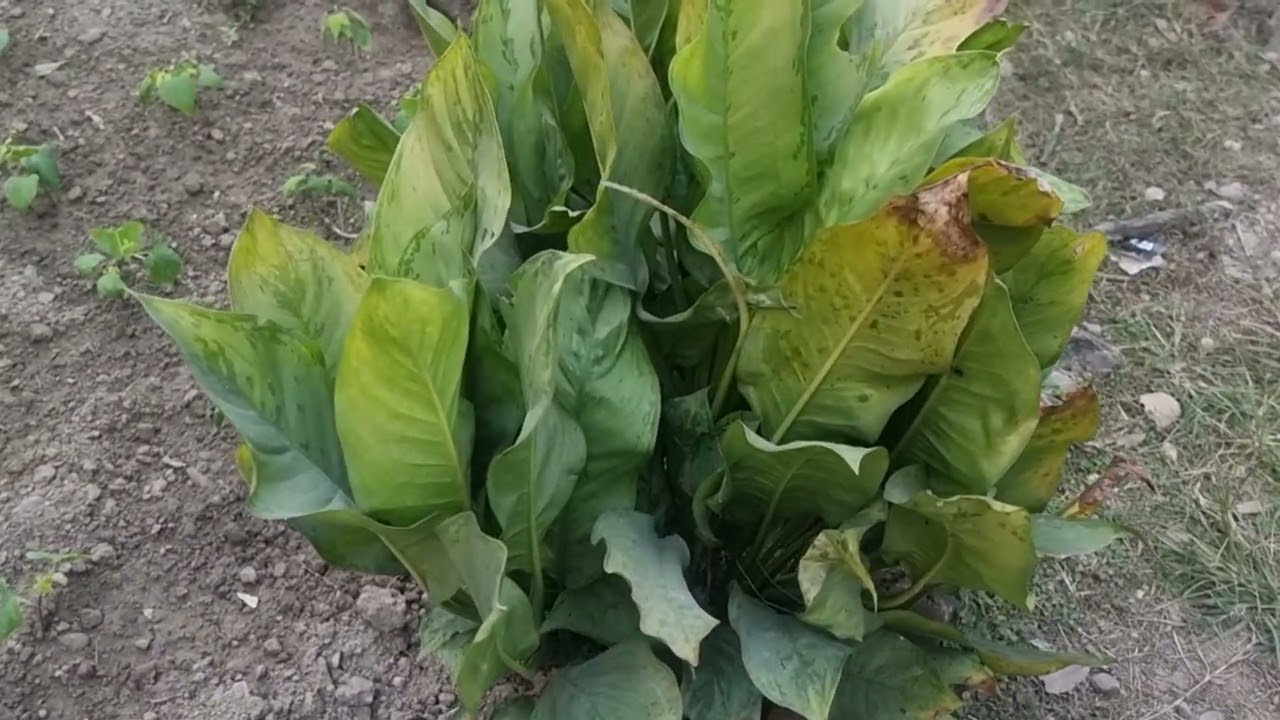 ​