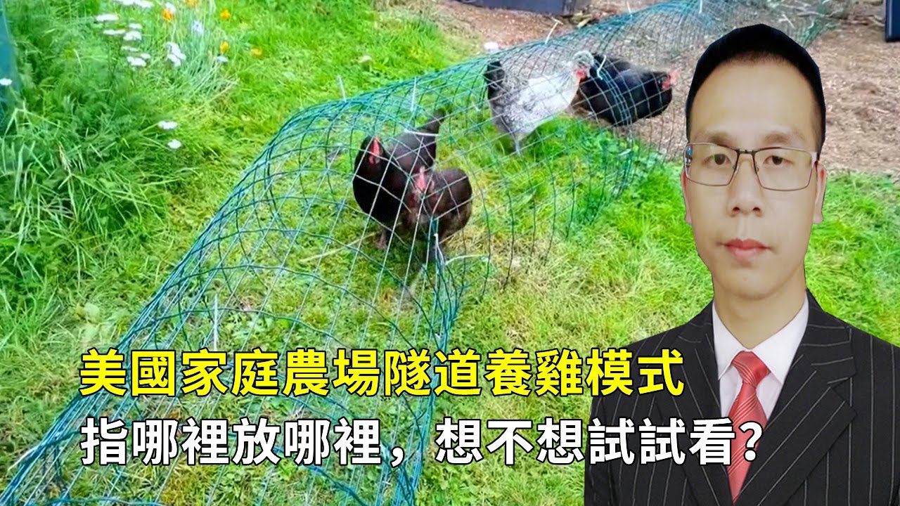 美國家庭農場隧道養雞模式？指哪裡放哪裡，想不想試試看？