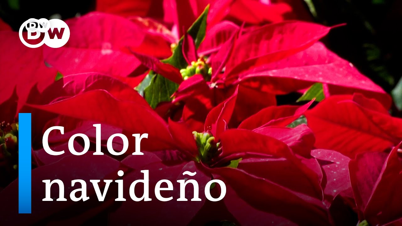 Cuetlax&oacute;chitl, la flor de la Nochebuena