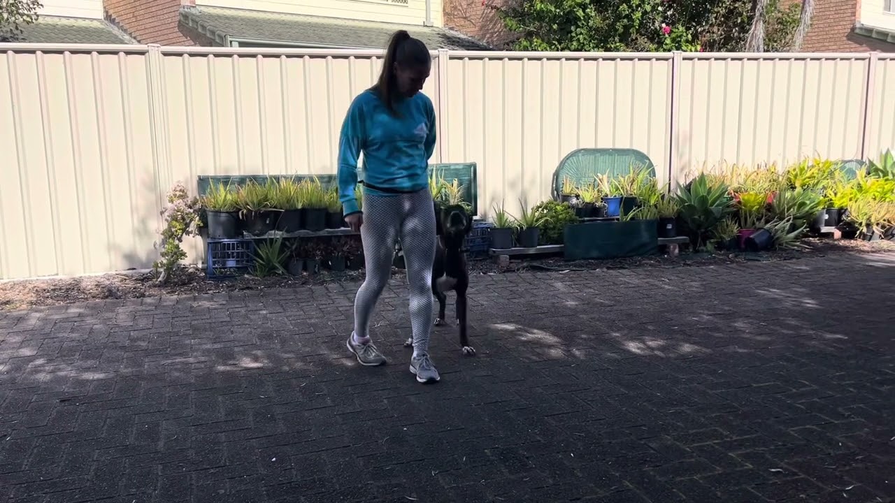 How to teach your dog focused heel and prance