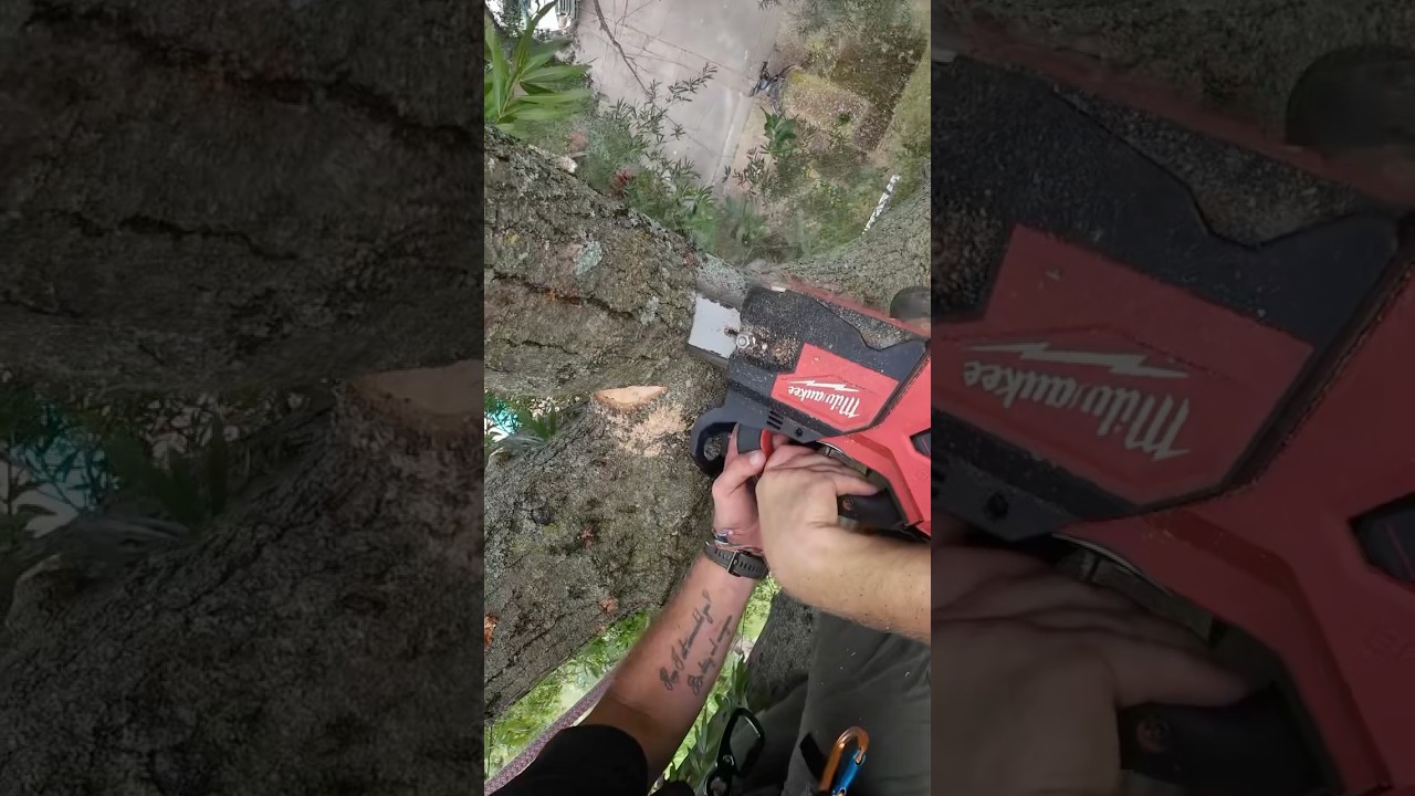 Arborist Rigging Techniques #treework #treeremoval #grcs #rigging #milwaukeetools #arborist