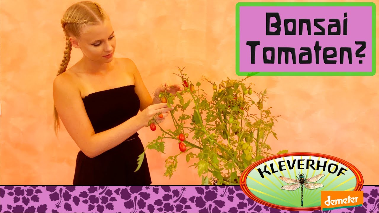 Bonsai Tomaten... Die Lösung für Überwinterung? Genial!
