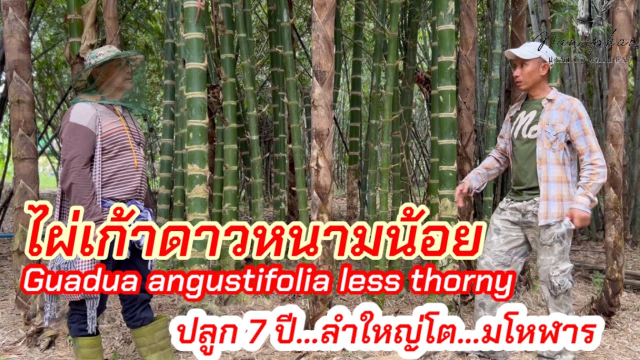 ไผ่เก้าดาวหนามน้อย Guadua angustifolia less thorny …ปลูก 7ปี ลำใหญ่ …ลำโตมโหฬาร…