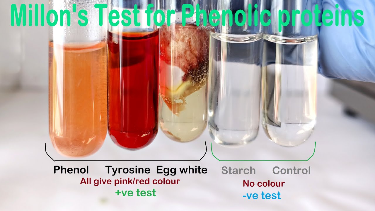 Millon's Test Practical Experiment